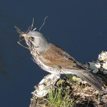 The Fieldfare