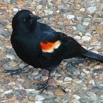 The Redwing Blackbird