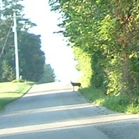 Deer1