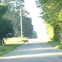 Deer2