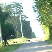 Deer3