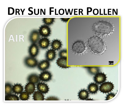 Dry Sunflower Pollen
