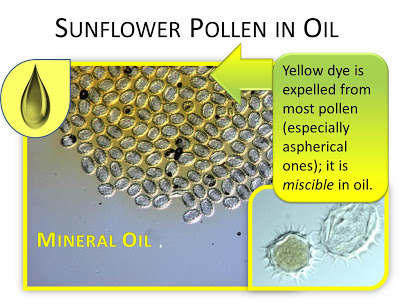 sunflower pollen in oil