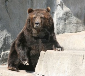 4267170-old-grizzly-bear-with-large-claws-on-a-rock-ledge