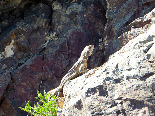 Chuckwalla lizard at Dante's Overlook in Death Valley