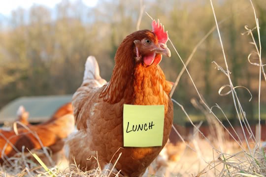 chicken lunch
