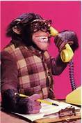 Monkey cold calling