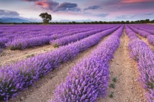 Abundance Lavender Fields 9-12-13