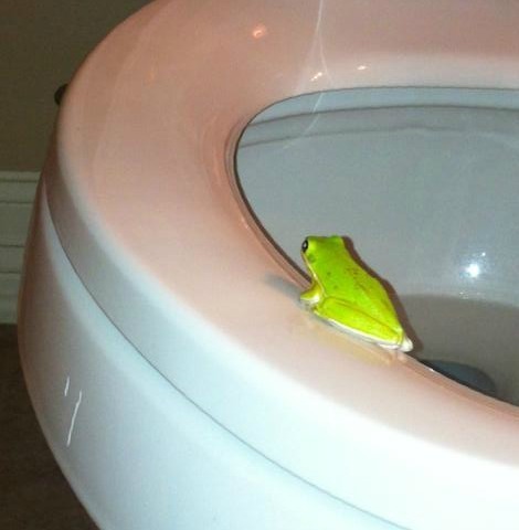 plague of frogs, trials