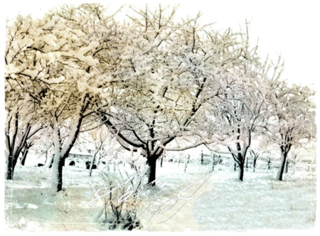 1_treesfield