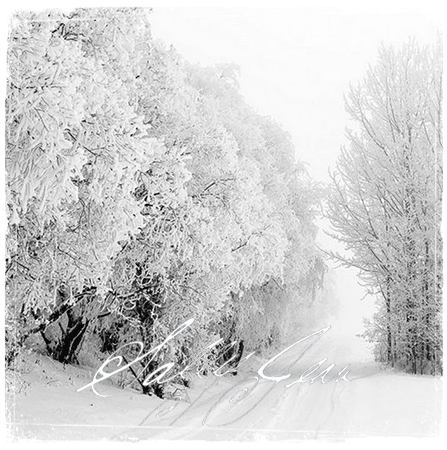 1_snowtrees