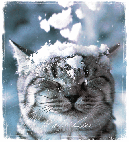 1_snowcat