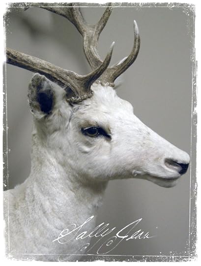 1_deertaxidermy