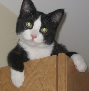 Cat-curiosity
