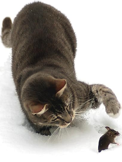 cat-and-mouse