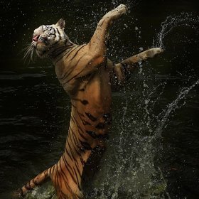 Dancing Tiger by Cindy Budiono (CindyBudiono)) on 500px.com