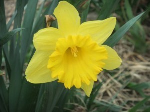 Daffodil