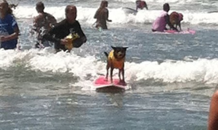 dog surfing
