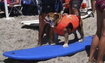 Dozer the surfing dog