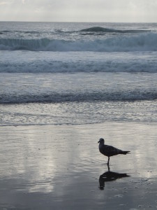 Beach June 2013 134