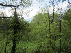 Basque Woods