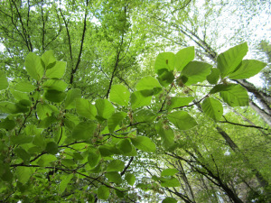 Beech - Fagus sylvatica