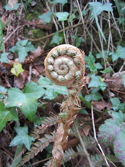 Unfurling fern