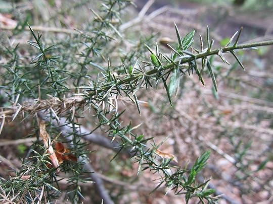 Gorse - Ulex europaeus