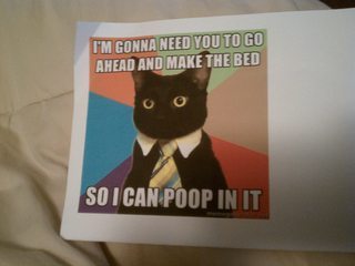 Business Cat