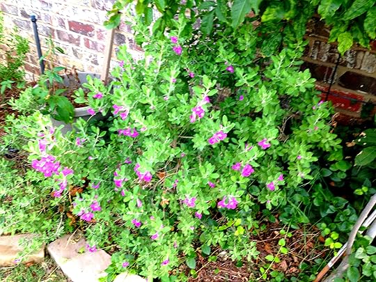 THEY LIVE! Only took FOUR YEARS to BLOOM.