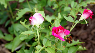 New Pink Roses