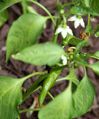 Peppers in July