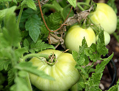 Green Tomatoes in July