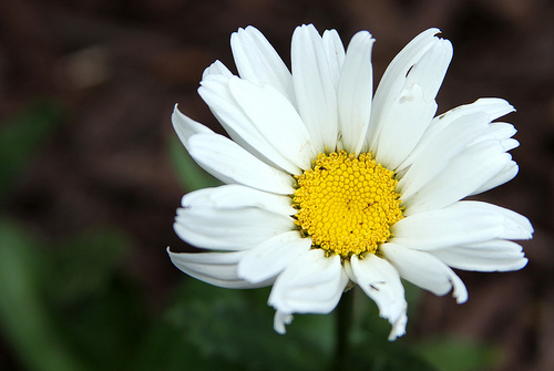 Daisy, Close up