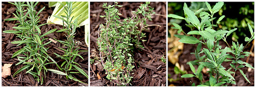 Herbs in the Garden