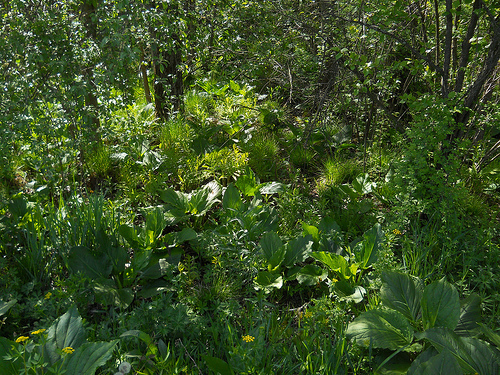 northern jungle