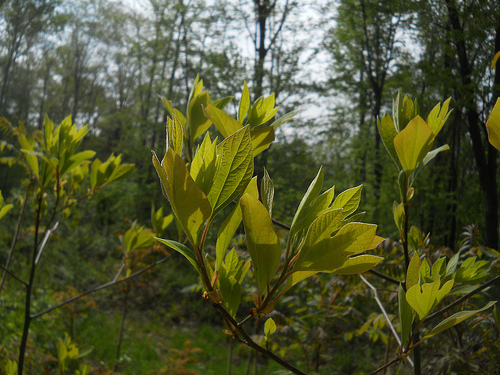 sassafras