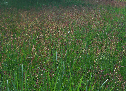 sheep sorrel