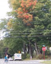 tree