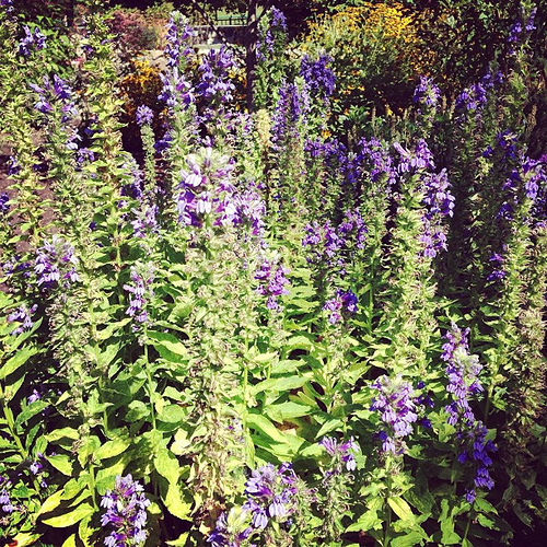 At the park's garden yesterday. Gorgeous and full of bees.