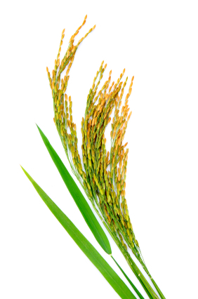 Rice on white Background
