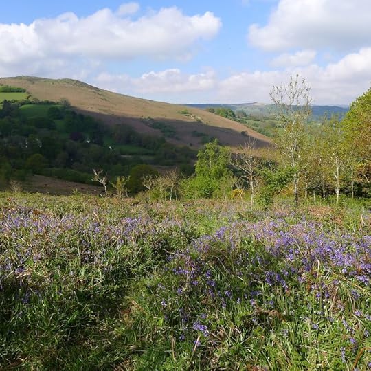 Bluebells on the hill