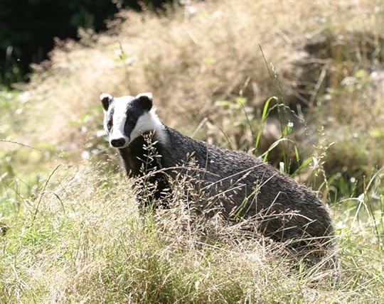 Badger