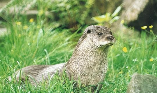 Otter