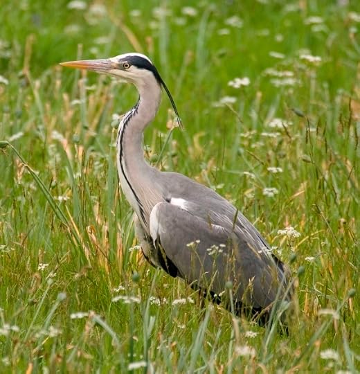 Grey Heron