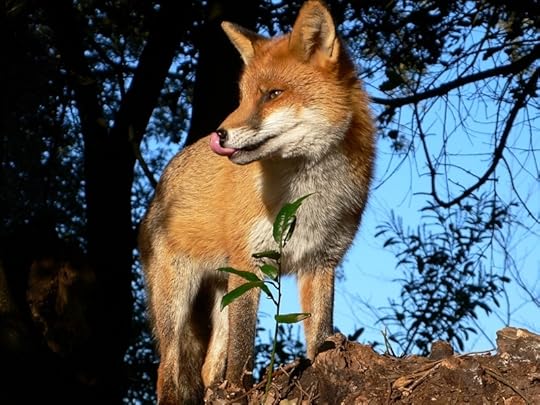 Fox