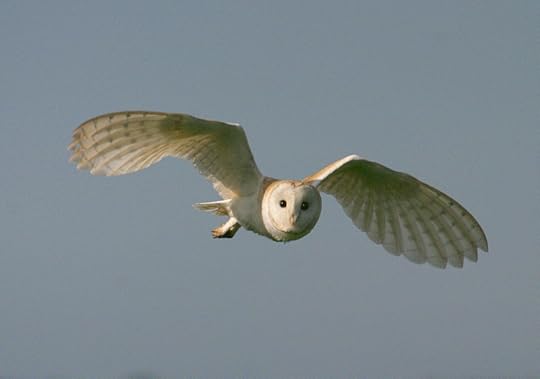 Barn owl