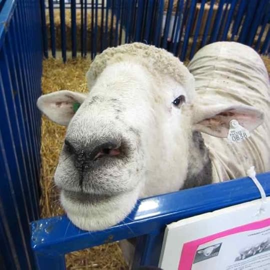 Corriedale_1188 - Version 2