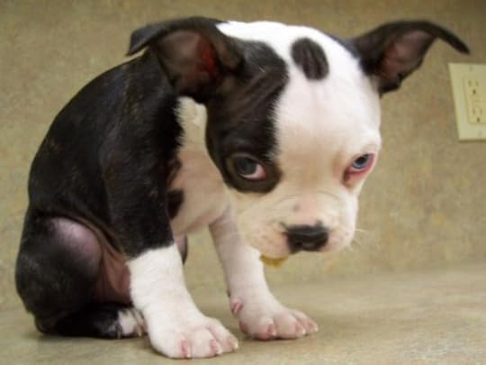 Sad-dog-face