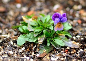 picture of Johnny Jump Up